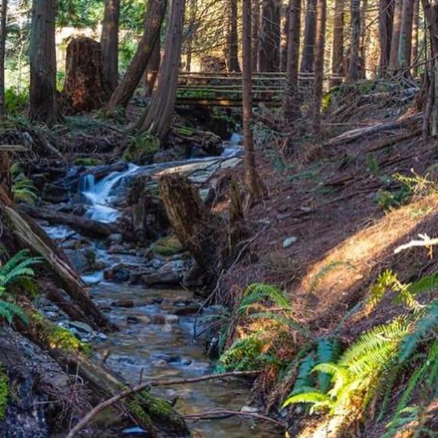 Forest Haven Hideaway Roberts Creek Buitenkant foto
